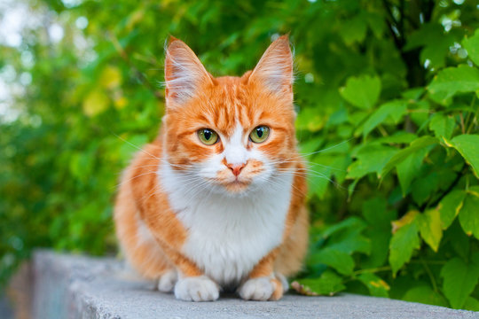 One red and white color cute cat close up, tree branch green leaves background, green eyes ginger furry pretty kitty in summer garden, young fluffy orange pussycat, yellow kitten on street, copy space