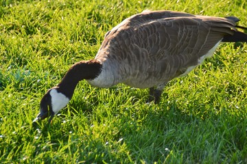 A Burlington, l'herbe semble plus verte.