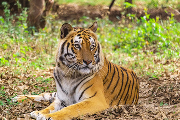 Royal bengal tiger