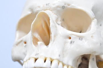 human skeletal anatomy model