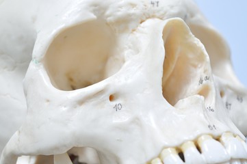 human skeletal anatomy model