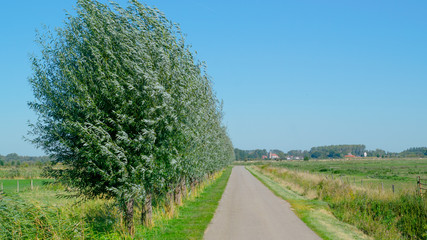 Polder Road with row of trees