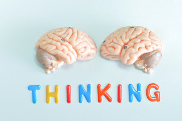 human head anatomy model