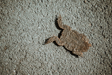 Brown frog or toad on asphalt from overhead with shadow in sunshine and copy space