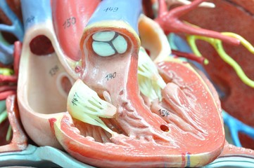 human heart anatomy model