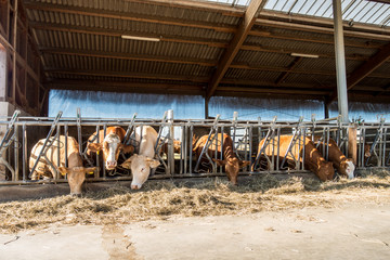 Kühe fressen Heu und Silage im Kuhstall