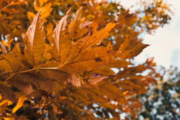 Autumn leaves in forest with selective focus, outdoors. Fall landscape low angle view in sunny day
