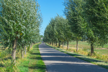 Fototapeta na wymiar Polder Road with row of trees