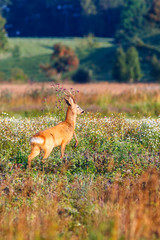 Jumping Deer buck on a summer meadow
