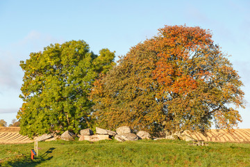 Passage grave on a hill at a tree grow in autumn