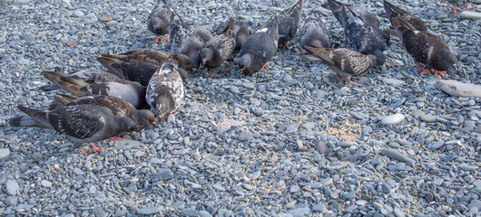 Pigeons on the beach with pebbles of the Black Sea eat brought grain