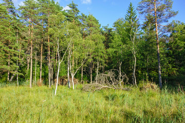 Forest swamp in the nordic wilderness