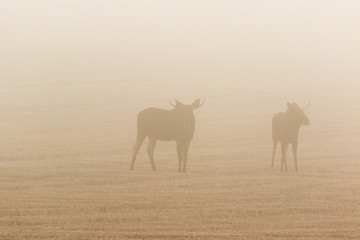 Fototapeta na wymiar Two bull moose in a stubble field in the dawn mist