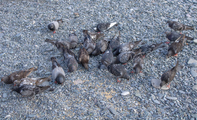 Pigeons on the beach with pebbles of the Black Sea eat brought grain