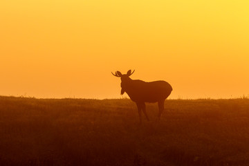 Bull Moose in a meadow at dawn