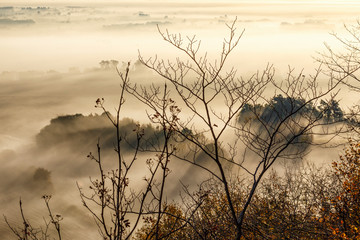 Tree branches with dawn fog in the valley