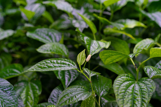 Close up of Wild Betel Leafbush or chaplo leaves in the garden, Thai herbs