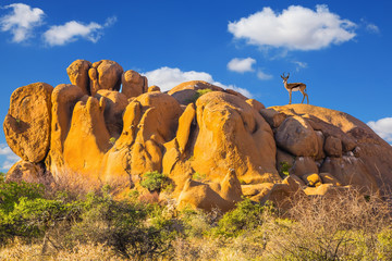  Long-legged Antelope springbok