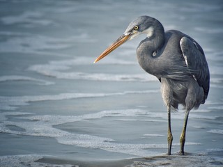 grey crane on the seashore near the waves looking the sea in a bright day