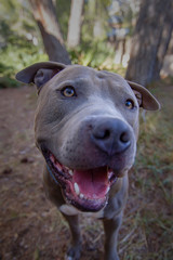 Beautiful portrait of a American Stafforshire blue terrier