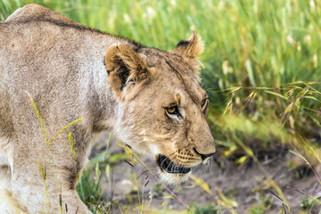 Young lioness