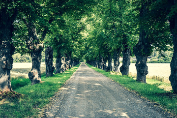 Fototapeta premium A road on the countryside with trees on the side