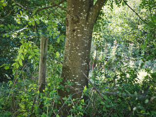 Landschaft Siegaue bei Bonn  