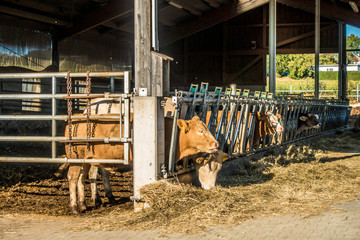 Kühe fressen Heu und Silage im Kuhstall