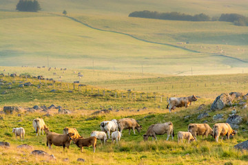 Herd of Aubrac cows in the evening light