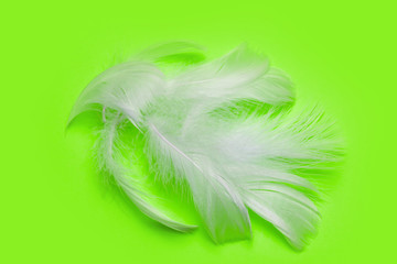 white feather on a plain background.