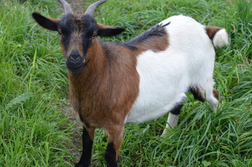 Naklejka na ściany i meble A goat at the farm