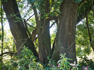 Landschaft Siegaue bei Bonn  