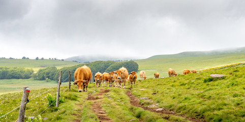 A herd of Aubrac cows graze on he pilgrimage way to santiago de Compostela
