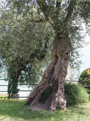 Sirmione &ndash; Altstadt mit der Rocca Scaligera &ndash; einer der sch&ouml;nsten Wasserburgen Europas