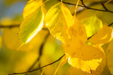 Fototapeta premium Green and yellow leaves hang on a birch branch in autumn.