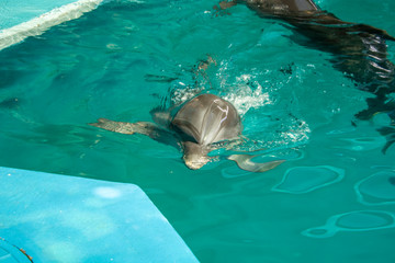 A young dolphin loves to swim in clear water