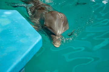 A young dolphin loves to swim in clear water