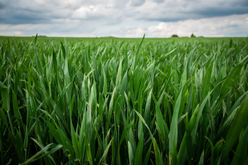 Obraz premium Wheatfield without crows