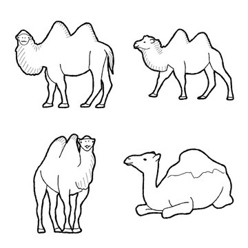 Bactrian Camel Animal Vector Illustration Hand Drawn Cartoon Art