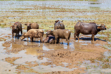 Fototapeta na wymiar Cows and bulls grazing on a green field. Domestic animals.Asian buffalo, a herd of bulls graze in the rice fields of Vietnam