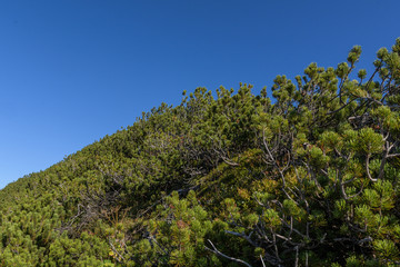 Hang mit Latschenkiefern vor blauem Himmel in den Alpen