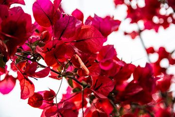 red flowers on black background