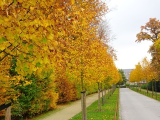 Naklejka premium Straße in Herbstfarben