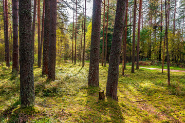 Obraz premium Forest landscape in early autumn