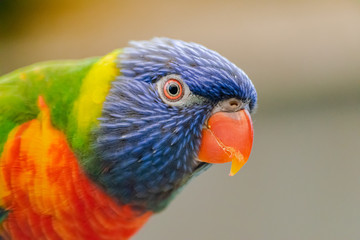  coconut lorikeet, (Trichoglossus haematodus), head portrait