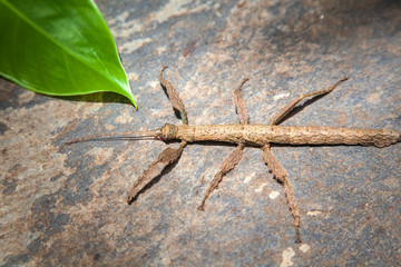 tree-like beetle, Annam stick (Baculum extradentatum)