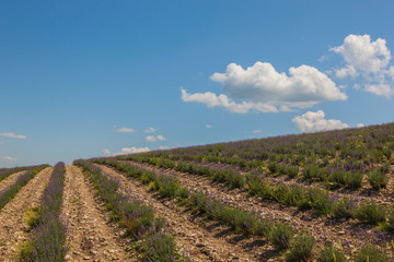 Fototapeta na wymiar Lavender fields in the hills under the blue sky