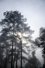 Fototapeta na wymiar Mist in the forest, morning time