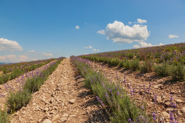 Fototapeta na wymiar Lavender fields in the hills under the blue sky