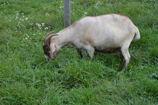 A pregnant goat at the farm